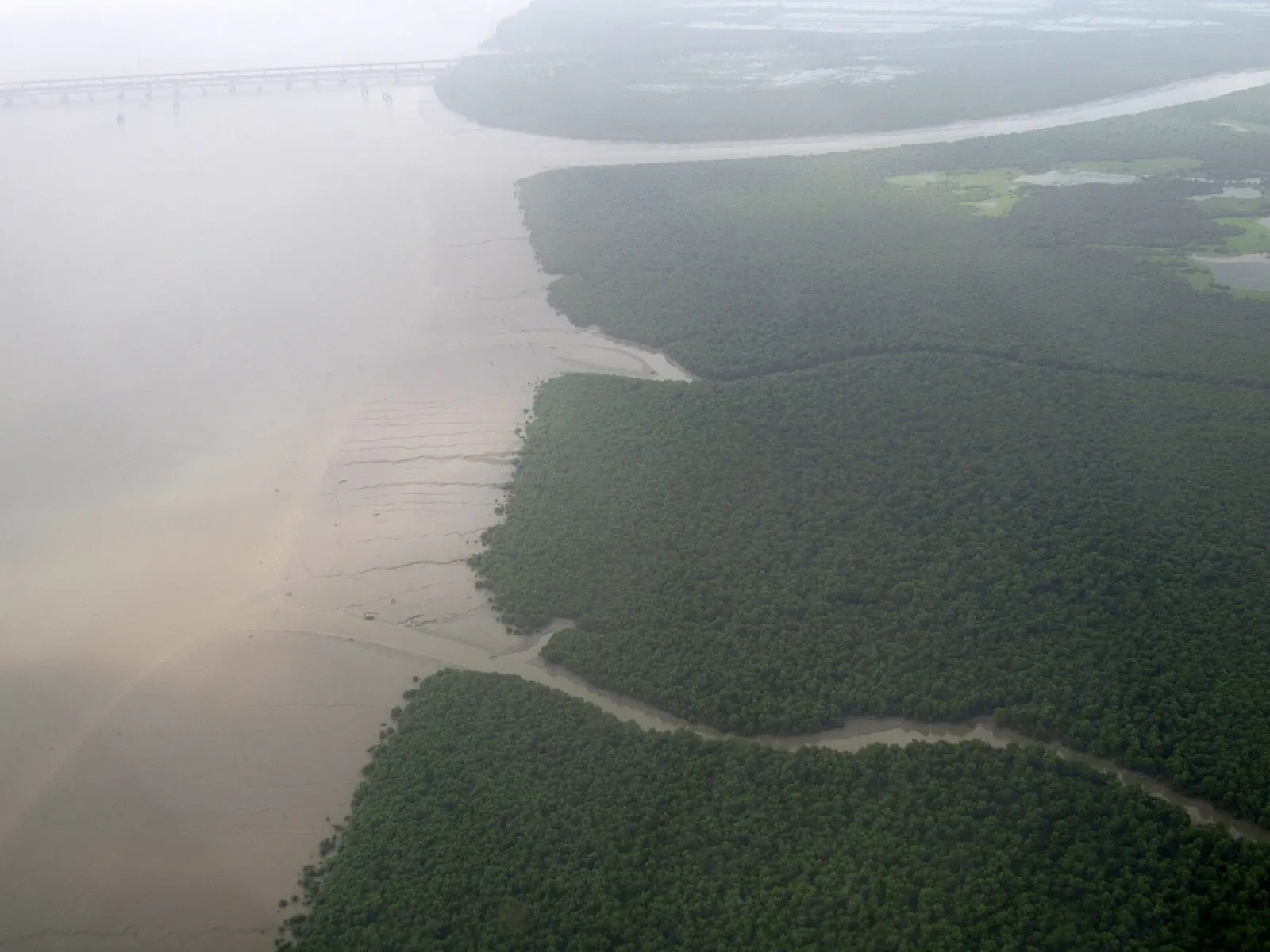 Mangroves on the eastern shore of Thane Creek.